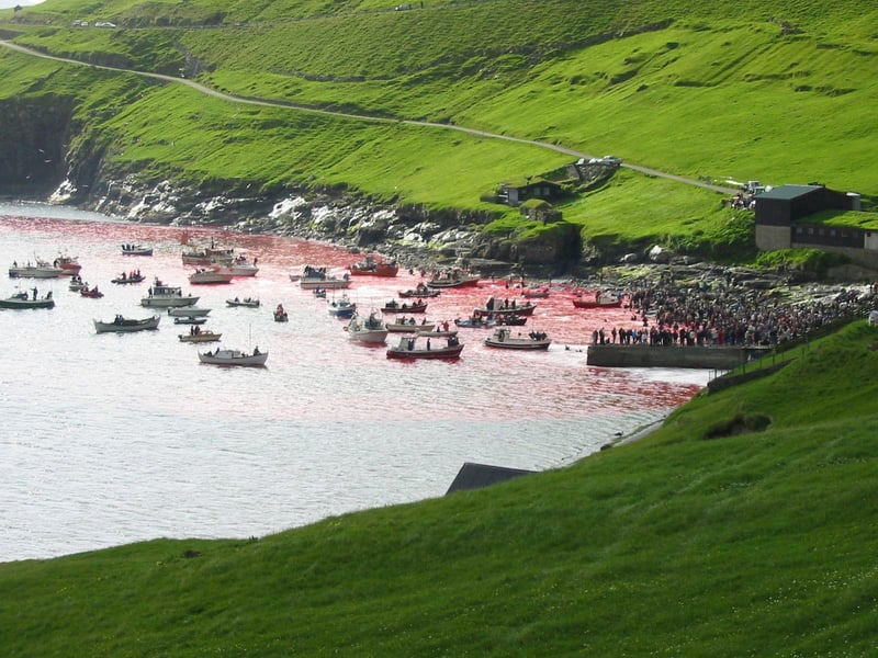 Faroe Island grindadrap. Credito world animal protection