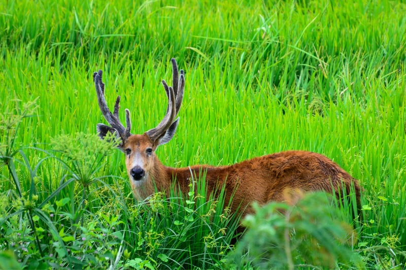 Un venado libre en la naturaleza en Pantanal, Brasil.