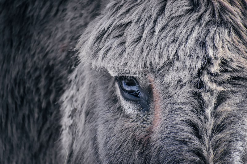 Un burro gris mira con miedo a la cámara.