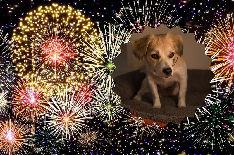 Fuegos artificiales y al lado un perro asustado.