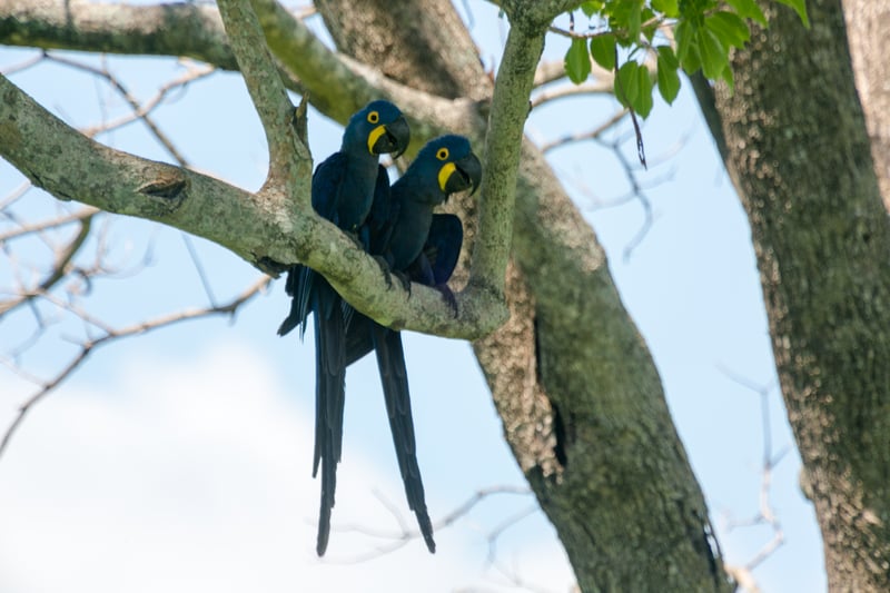Pareja de guacamayas jacinto silvestres (Anodorhynchus hyacinthinus) en su hábitat natural en el Pantanal.