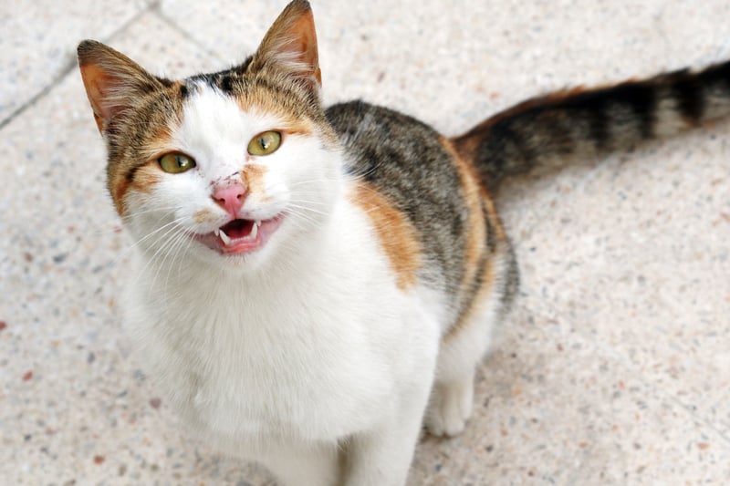 Un gato maúlla a la cámara. Los gatos sufren al ser usados para contenido con crueldad en redes sociales.