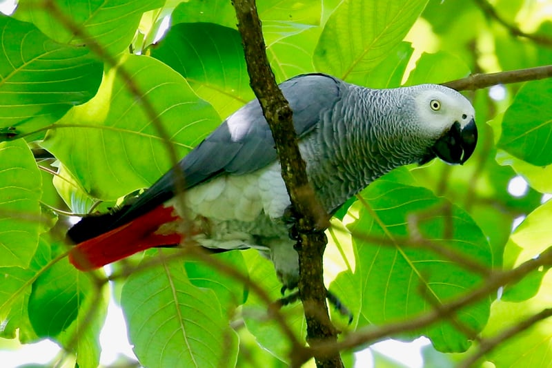 Un loro gris africano en la naturaleza