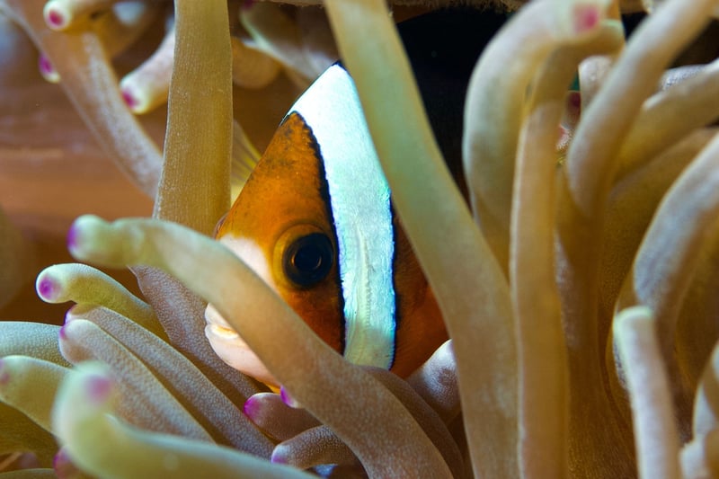 Pez payaso refugiado entre tentáculos de anémona, mostrando comportamientos complejos que invitan a reflexionar sobre la sintiencia de los peces