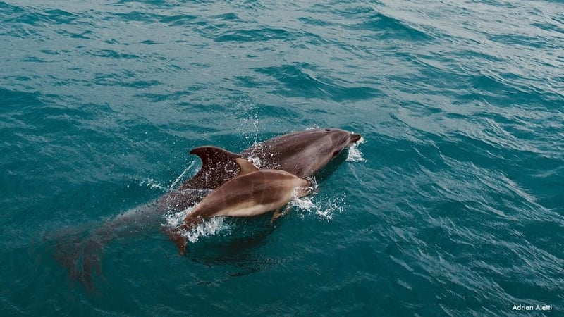 Madre y cría de delfines silvestres nadando felices en Nueva Zelanda.