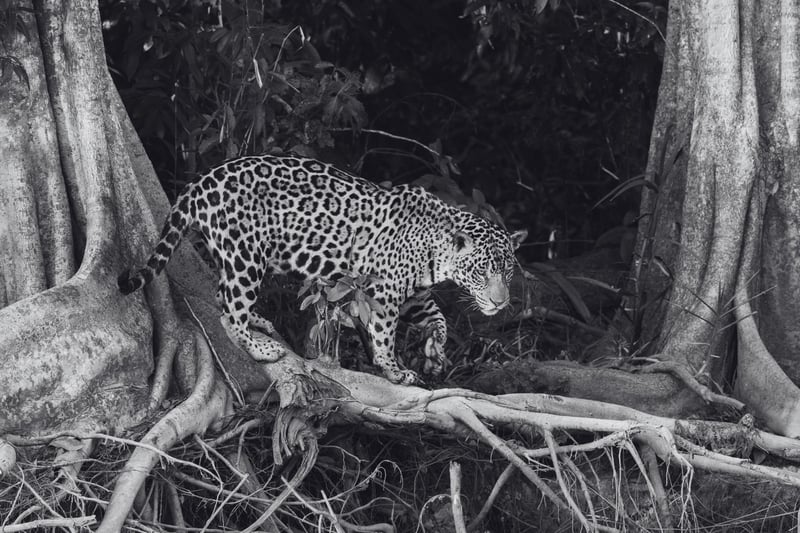 Un jaguar camina en Pantanal, Brasil