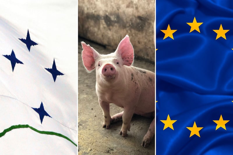 Imagen con la bandera de Mercosur y la Unión Europea junto a un cerdito bebé.