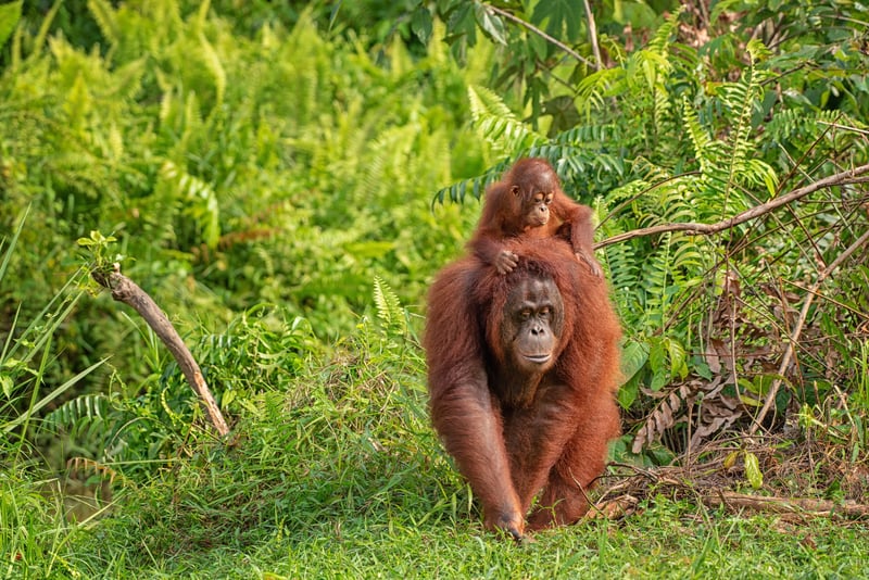 Madre orangután con su cría en la espalda caminando entre la vegetación del bosque tropical
