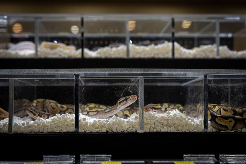 Una pitón en cautiverio en un contenedor de plástico