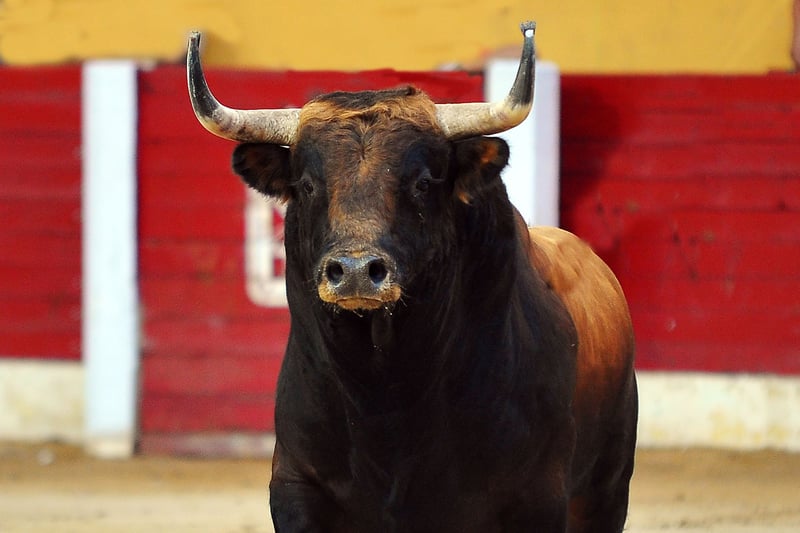 Un toro mira intimidante en la arena de un redondel.