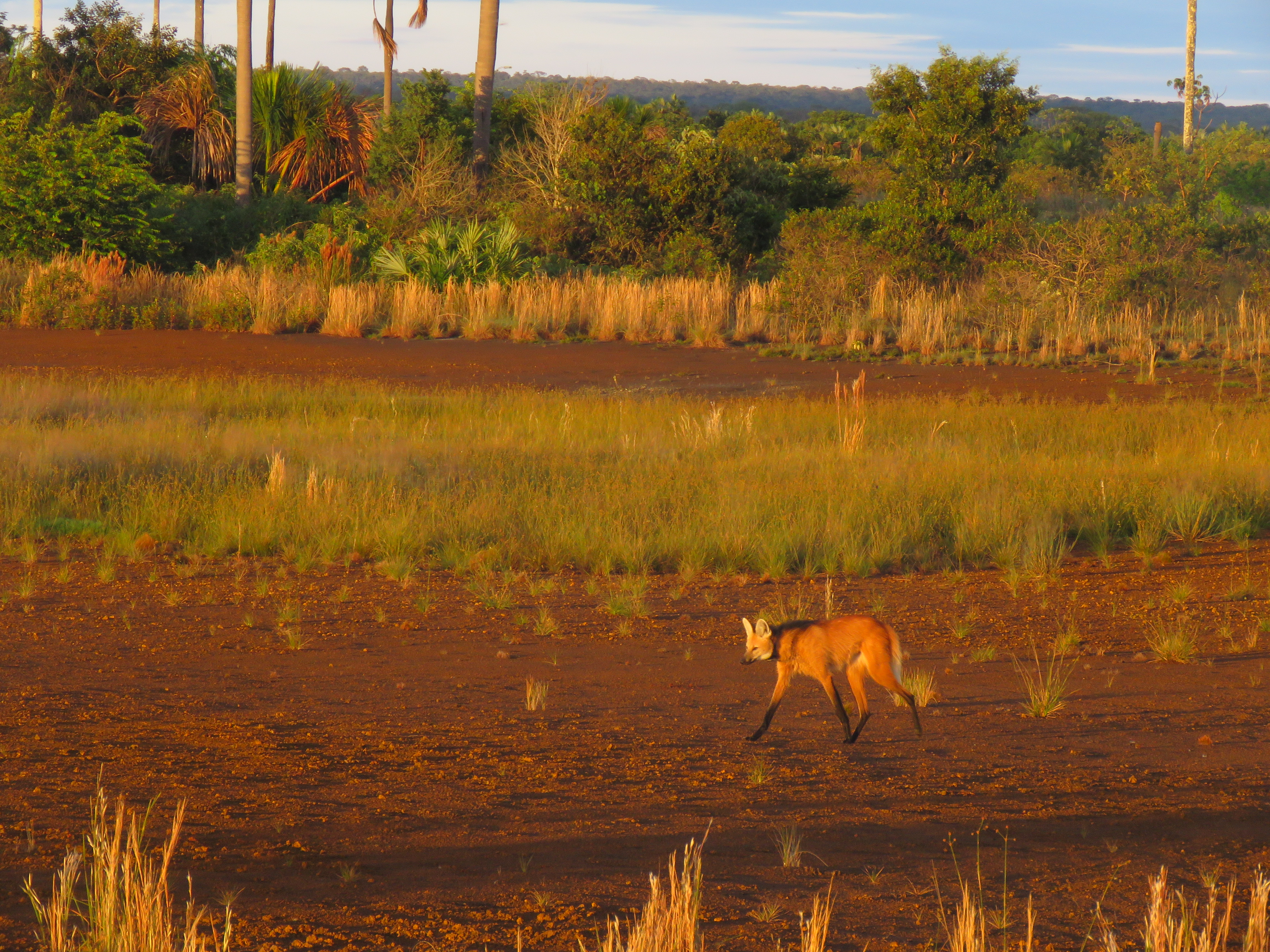 Un Aguará Guazú se desplaza a través de un paisaje de sabana abierta al atardecer o amanecer, con la luz dorada resaltando su pelaje rojizo. Crédito: Isabela Meniz