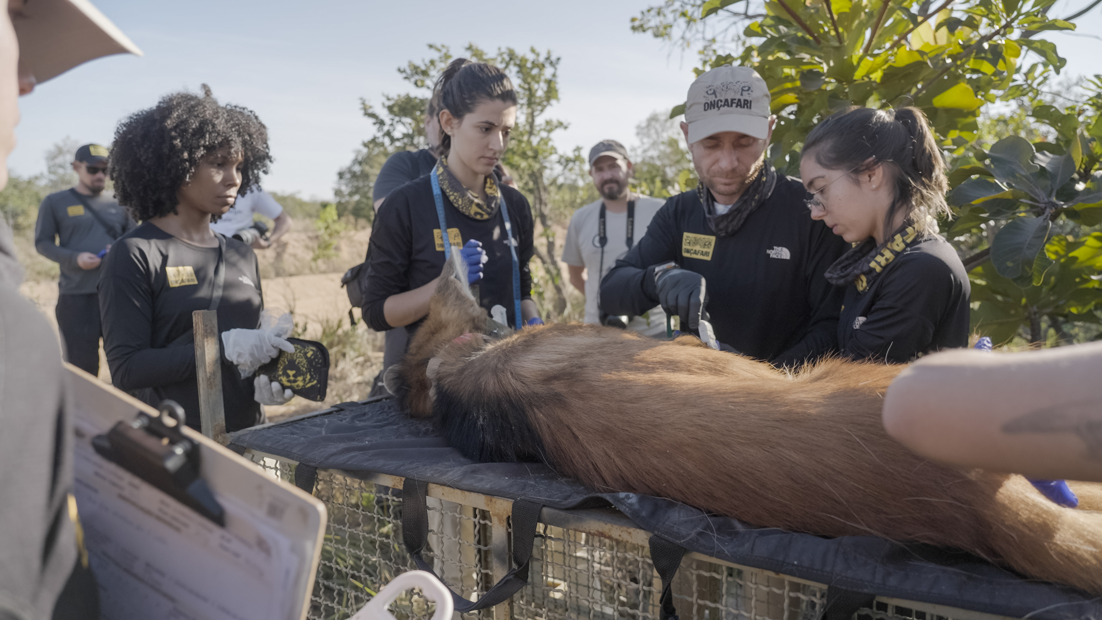 Personal de Oncafari coloca un collar para monitorear a un aguará guazú rehabilitado que será liberado en la naturaleza Crédito: World Animal Protection / Fernanda Ligabue