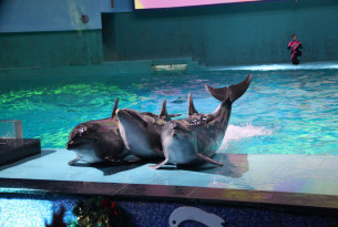 Delfines en cautiverio en un acuario