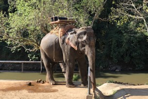 elephant being used for rides in Thailand