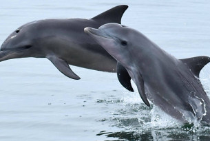 Dolphins in the wild in Australia - Mandurah Cruises - World Animal Protection