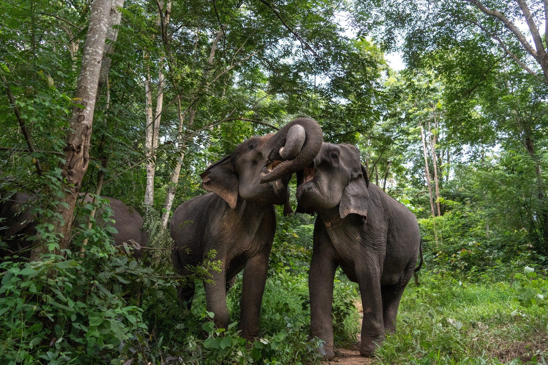 Two elephants in the wild with their trunks intertwined