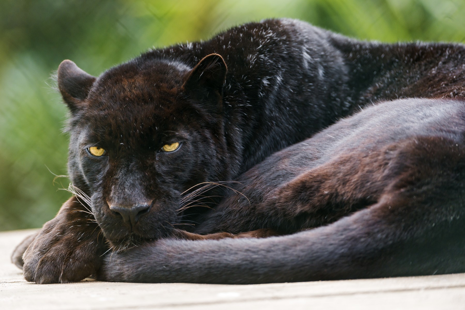 black panther resting