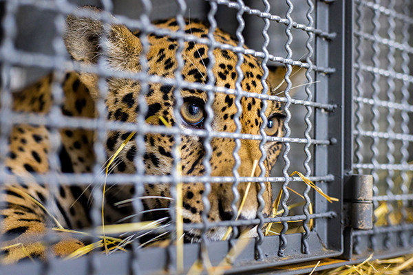 A rescued jaguar is pictured in a holding cage while being transported to veterinary clinic.