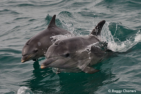 Wild dolphins in Algoa Bay, South Africa. Algoa Bay is a Whale Heritage Site.