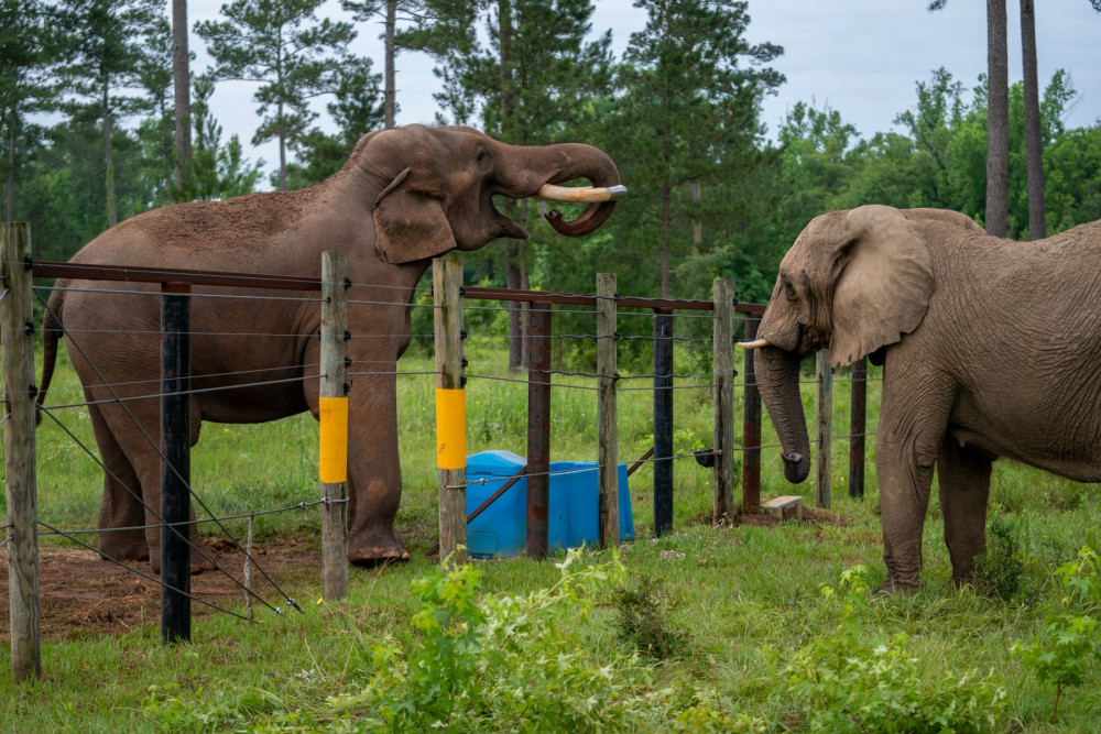 Two elephants face each other with a fence between them. The bigger elephant has a stick in its mouth.